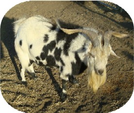 Rodeo